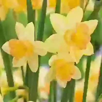 Blushing Lady